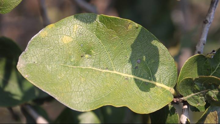 लघु वनोपजों के निर्यात के लिये आदिवासी बहुल जिलों को जल्दी मिलेगा जैविक प्रमाण-पत्र